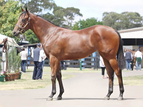 General Nediym Filly